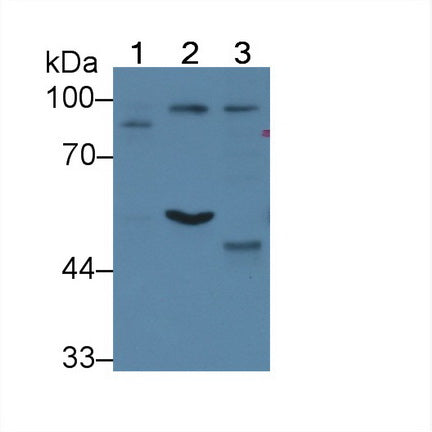 WW Domain Containing E3 Ubiquitin Protein Ligase 2 (WWP2) Polyclonal Antibody - image 2
