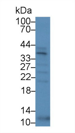 Western Blot; Sample: Recombinant protein.