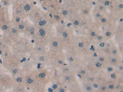 Sprouty Homolog 3 (SPRY3) Polyclonal Antibody - image 5