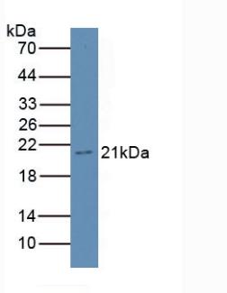 Western Blot; Sample: Recombinant GKN3, Mouse.