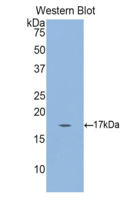 Gastrokine 3 (GKN3) Polyclonal Antibody - image 3