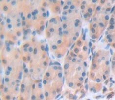 Gastrokine 3 (GKN3) Polyclonal Antibody - image 4