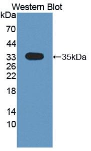CKLF Like MARVEL Transmembrane Domain Containing Protein 1 (CMTM1) Polyclonal Antibody - image 2