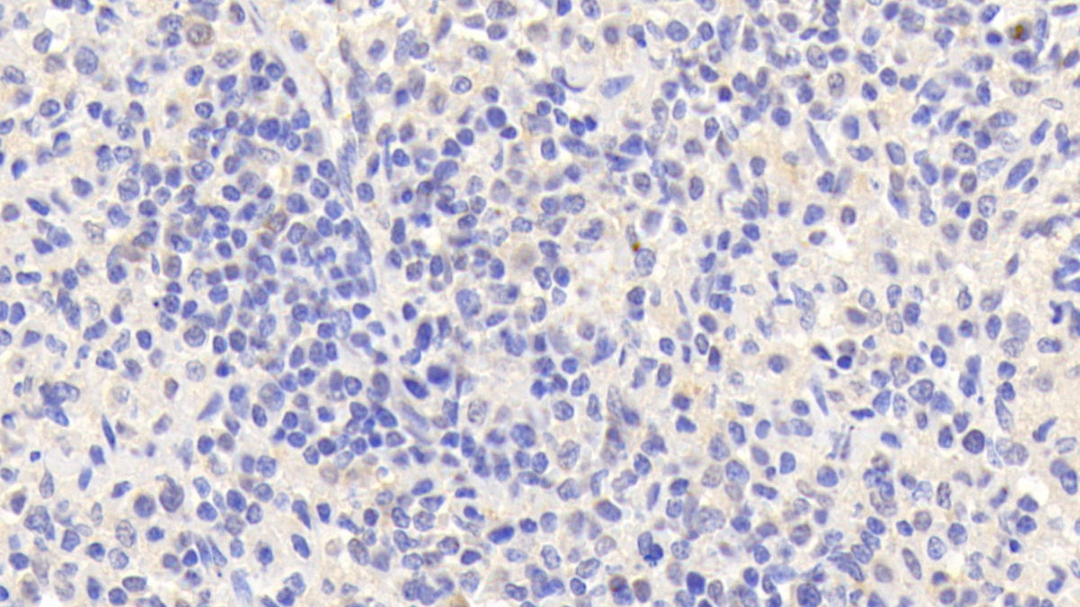 EGF Like Module Containing Mucin Like Hormone Receptor 1 (EMR1) Polyclonal Antibody - image 4