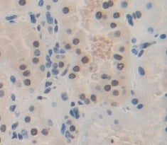 Hairy And Enhancer Of Split 1 (HES1) Polyclonal Antibody - image 3