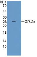 A Disintegrin And Metalloproteinase With Thrombospondin 9 (ADAMTS9) Polyclonal Antibody - image 2
