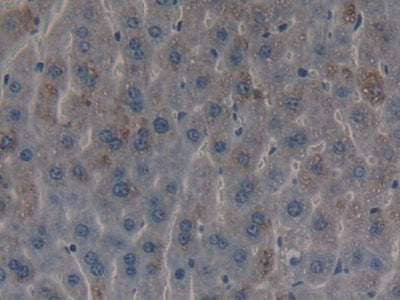 DAB staining on IHC-P; Samples: Mouse Brain Tissue