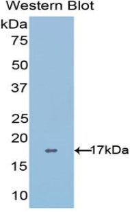 A Disintegrin And Metalloproteinase With Thrombospondin 4 (ADAMTS4) Polyclonal Antibody - image 2