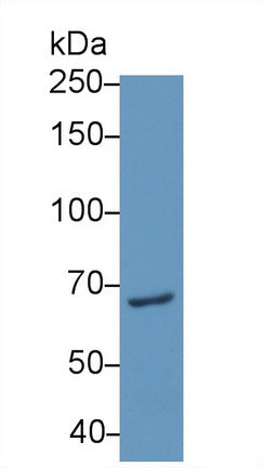 Western Blot; Sample: Recombinant protein.