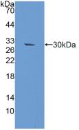 DNA Repair Protein RAD50 (RAD50) Polyclonal Antibody - image 3