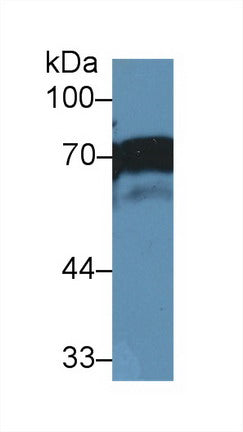 Western Blot; Sample: Recombinant protein.