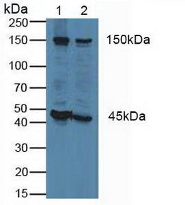 Western Blot; Sample: Recombinant FLII, Human.