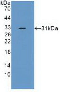 F-Box And WD Repeat Domain Containing Protein 7 (FBXW7) Polyclonal Antibody - image 2