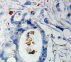 F-Box And WD Repeat Domain Containing Protein 7 (FBXW7) Polyclonal Antibody - image 3