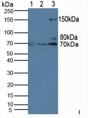 Western Blot; Sample: Recombinant PIK3AP1, Human.