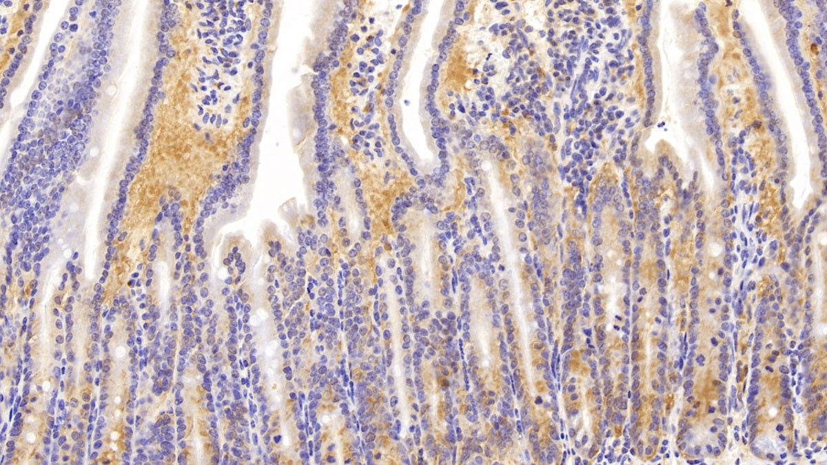 DABstainingonIHC-P.Samples:MouseTissue)