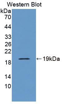Nuclear Distribution Gene C Homolog (NUDC) Polyclonal Antibody - image 2