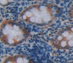 Nuclear Distribution Gene C Homolog (NUDC) Polyclonal Antibody - image 3
