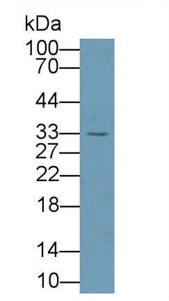 DAB staining on IHC-P; Samples: Human Kidney Tissue;  Primary Ab: 20μg/ml Rabbit Anti-Human AGMAT Antibody Second Ab: 2µg/mL HRP-Linked Caprine Anti-Rabbit IgG Polyclonal Antibody