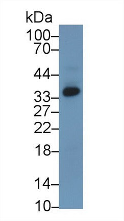 Western Blot; Sample: Recombinant protein.