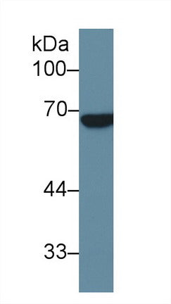 Western Blot; Sample: Recombinant protein.