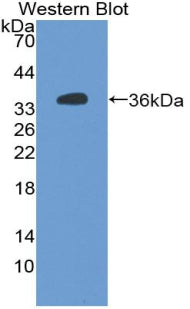 Alkaline Phosphatase, Placental Like Protein 2 (ALPPL2) Polyclonal Antibody - image 3