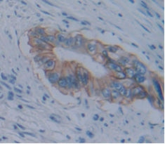 Alkaline Phosphatase, Placental Like Protein 2 (ALPPL2) Polyclonal Antibody - image 4