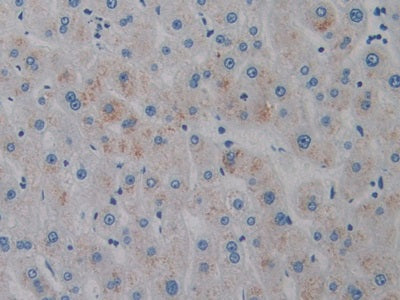 Amelogenin, X-Linked (AMELX) Polyclonal Antibody - image 5