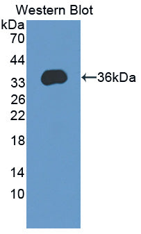 Activity Regulated Cytoskeleton Associated Protein (ARC) Polyclonal Antibody - image 2