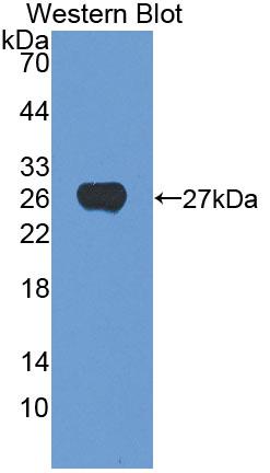 Casein Alpha (CSN1) Polyclonal Antibody - image 3
