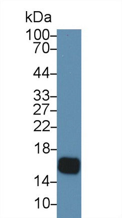 Western Blot; Sample: Recombinant protein.