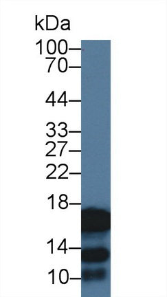 Western Blot; Sample: Recombinant protein.