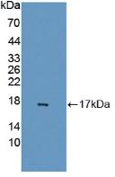 GABA-A Receptor Associated Protein Like Protein 2 (GABARAPL2) Polyclonal Antibody - image 2
