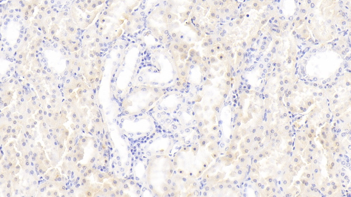 GABA-A Receptor Associated Protein Like Protein 2 (GABARAPL2) Polyclonal Antibody - image 4