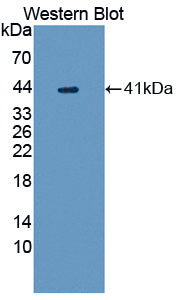 UDP-Glucose Glycoprotein Glucosyltransferase 1 (UGGT1) Polyclonal Antibody - image 3