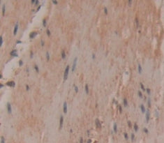 UDP-Glucose Glycoprotein Glucosyltransferase 1 (UGGT1) Polyclonal Antibody - image 4