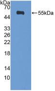 Diaphanous Homolog 1 (DIAPH1) Polyclonal Antibody - image 2