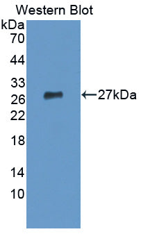 DAB staining on IHC-P; Samples: Mouse Testis Tissue;  Primary Ab: 10μg/ml Rabbit Anti-Mouse EPYC Antibody Second Ab: 2µg/mL HRP-Linked Caprine Anti-Rabbit IgG Polyclonal Antibody