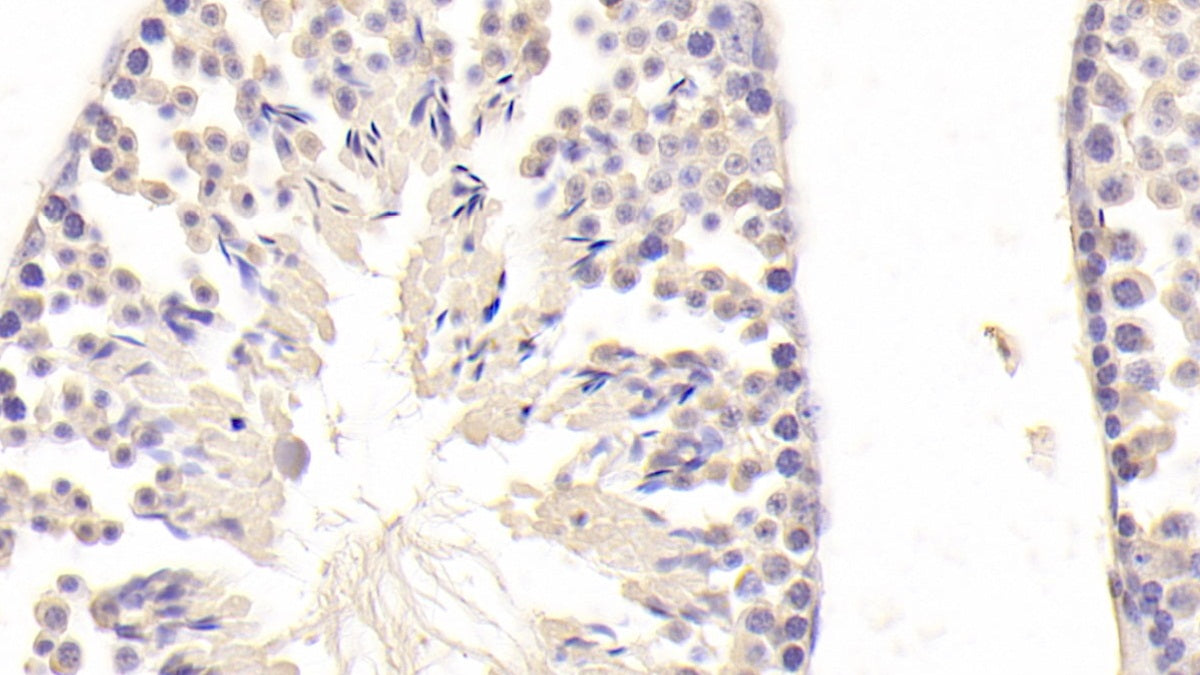 Epiphycan (EPYC) Polyclonal Antibody - image 4