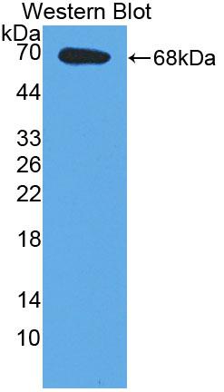 E2F Transcription Factor 2 (E2F2) Polyclonal Antibody - image 2