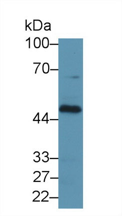 Western Blot; Sample: Recombinant protein.
