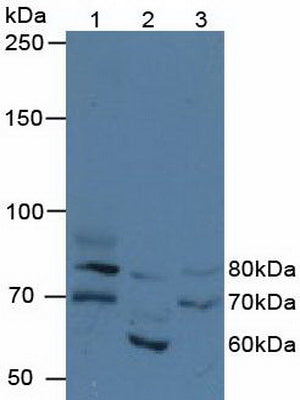 Western Blot; Sample: Recombinant FIGN, Human.