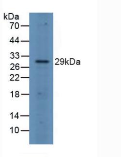 Western Blot; Sample: Recombinant FOSL1, Human.