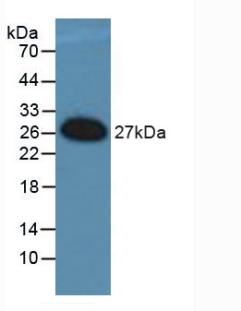 FOS Like Antigen 1 (FOSL1) Polyclonal Antibody - image 3