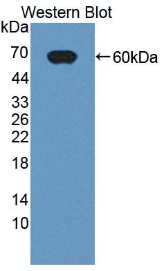 Fibrous Sheath Interacting Protein 1 (FSIP1) Polyclonal Antibody - image 2