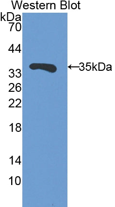 Follistatin Like Protein 1 (FSTL1) Polyclonal Antibody - image 2