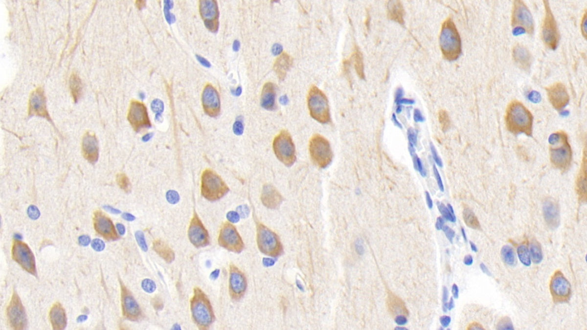 Follistatin Like Protein 1 (FSTL1) Polyclonal Antibody - image 3