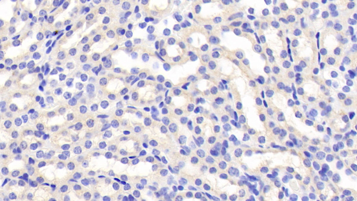 DAB staining on IHC-P. Samples: Mouse Tissue)