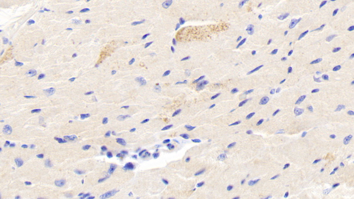 Follistatin Like Protein 3 (FSTL3) Polyclonal Antibody - image 5