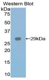 Galactose-3-O-Sulfotransferase 1 (GAL3ST1) Polyclonal Antibody - image 2